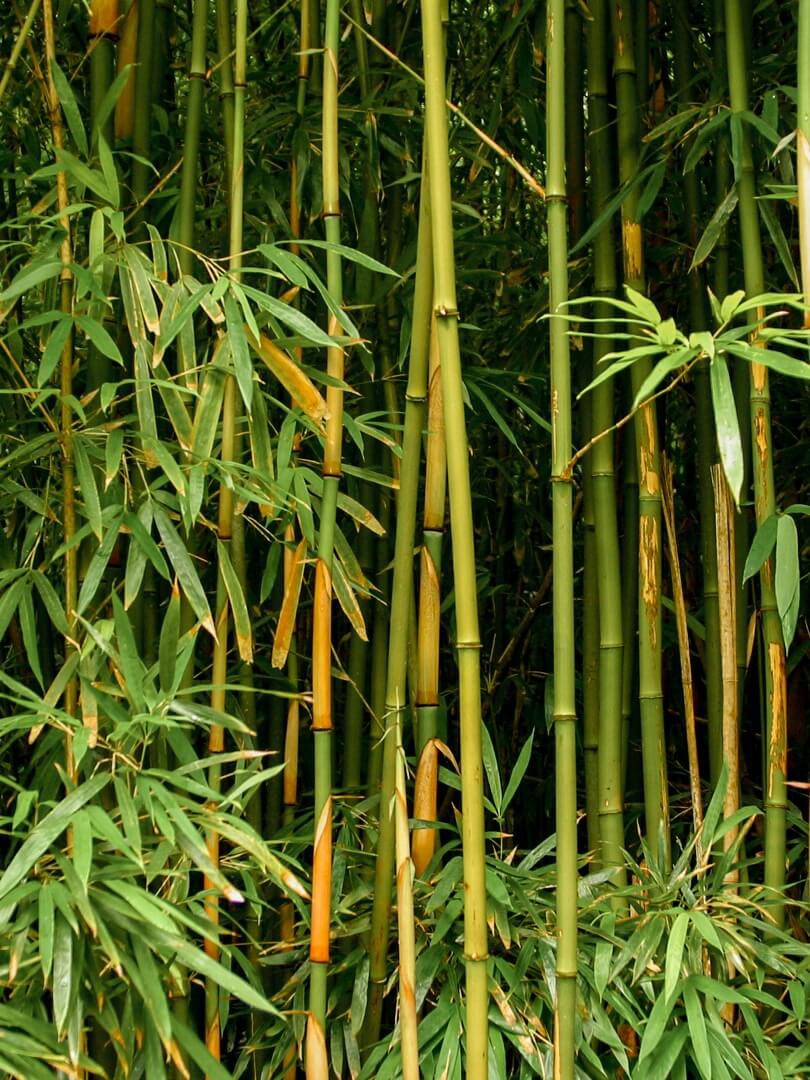 Špičková akustika díky bambusu